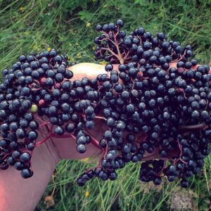 Leedrimari-looduslik tugi sinu kehale!